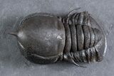 Huge Eyed Trilobite (Cyclopyge) Fossil - Exceptionally Large #346039-2